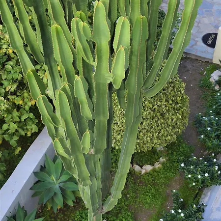 Lefteris In Rhodes Appartamento *